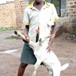 Goat project breeding shelter makukuba - shared love uganda