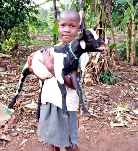 Goat project upcoming shared love uganda